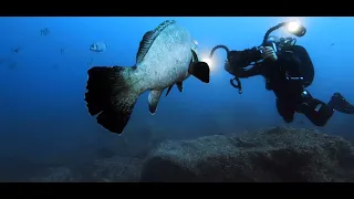 Diving in Madeira Islands