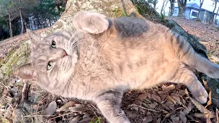 A fat gray cat lies down showing its big belly to humans