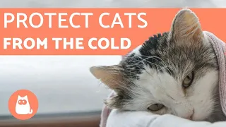 How to Protect Cats from COLD WEATHER ⛄ 5 TIPS