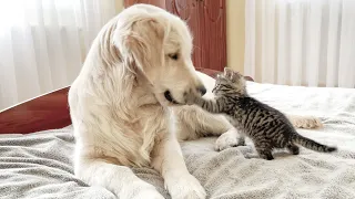 Golden Retriever Attacked by Tiny Kitten (So Funny!!)
