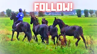 We're moving the Colts, just follow us | Friesian Horses