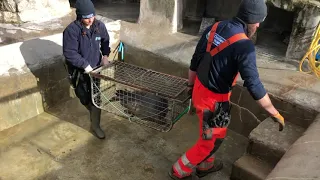 Pup Release on the 6th Feb 2021 by The Cornish Seal Sanctuary