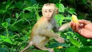 KiKi Monkey help Naughty Baby experiences eating Monkey Hills 2.M