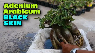 Adenium Arabicum Black Skin, пересадка, обрезка, выбор корней, смена среды для посадки, роза пустыни