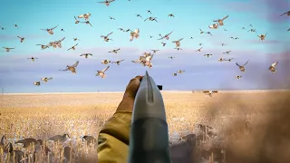 MOST ELECTRIC FIELD DUCK HUNT EVER!! (THOUSANDS OF MALLARDS)