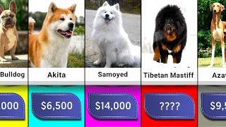 Comparison: Most Expensive Dog Breeds in 2022