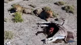 Намибия Сафари. Львы съели зебру на наших глазах! Парк Этоша. Дикая природа Африки