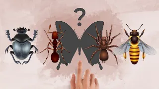 🐞 Insects (puzzle)