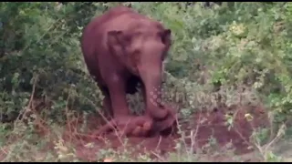 Grieving mum elephant tries to wake up dead baby for 48 hours