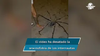 Una araña hecha de coco saca varios sustos en TikTok