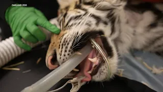 Tiger cub with fractures rescued, being cared for at Oakland Zoo