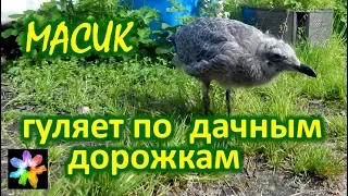 🐥⛅ #11 Ходить или летать?! Птенец морской чайки гуляет по дачным дорожкам