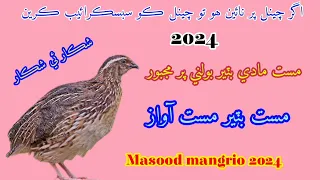 female quail awaz female quail calling maadi batair ki awaz #foryou #quail #batairkiawaz masood mang