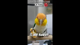 CaiqueTube || What happen if you Disturb Caique Parrot while Eating || Angry Bird || Katta Kalippu.