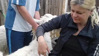 Обрезаем копыта козам 🐐🐐🐐🐐🐐🐐