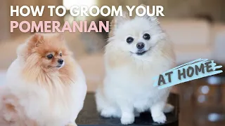 How To Groom Your Pomeranian At Home