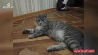 😺 ПРИКОЛЫ С КОШКАМИ И КОТЯТАМИ/FUNNY CATS AND KITTENS HD 2017 #60