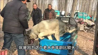 Arrogant dog bites, owner forces it into cage, dog resists.