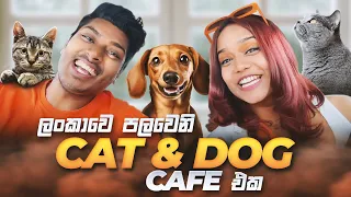 ලංකාවෙ පලවෙනි CAT & DOG CAFE එක😍🐱🐶❤️Sri Lanka’s 1st Cat & Dog Cafe🙈💗 #eshiandhella #sinhalavlog