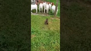 AMAZING ANIMAL FRIENDSHIPS 🐷😻 Cat and Dog Friendship - Funny Animal Videos 🐶🐔 Try Not to Laugh