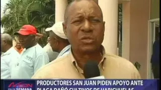 Productores San Juan piden apoyo ante plaga daño cultivo de habichuelas