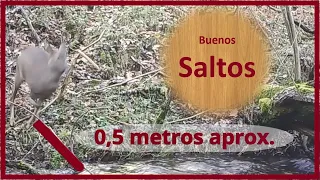 🌳 Buenos SALTOS 🦘