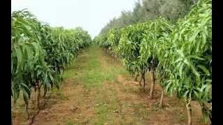 Mango High density planting