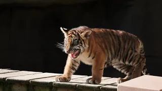 Memphis Zoo Tiger Cubs First Steps on Exhibit