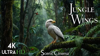 Tropical Forest Birds | Life Of Birds In Rainforest | Scenic Cinema With Birds & Jungle Sounds