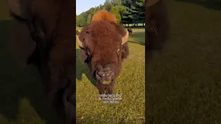 Bison vs Buffalo #animals #coolanimals #animalfacts