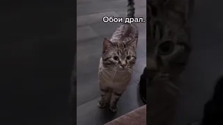 Кот накосячил. Пожалейте котика #shorts #котики #приколыскотами