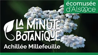 LA MINUTE BOTANIQUE - L'Achillée millefeuille