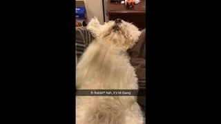 Dog "Paw Raps" to Eminem