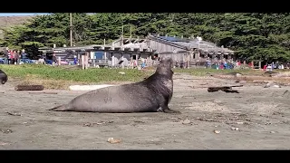 Elephant seals at Drake's Beach, 2019