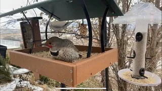 Live Feeder Cam