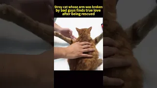 Stray cat whose arm was broken off by bad guys finds true love after being rescued