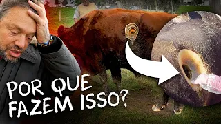 ESSAS VACAS VIRAM LABORATÓRIOS NESSA FAZENDA! | RICHARD RASMUSSEN