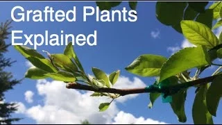 What are Grafted Plants?