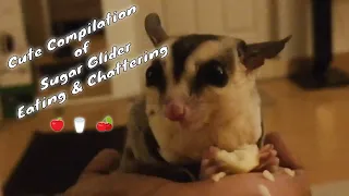 Cute Compilation of Sugar Glider Eating & Chattering