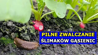 PILNE Jak Zwalczyć Ślimaki i Gąsienice. Sposoby na Ślimaki, Gąsienice. Zjadane liście Warzyw, Owoców