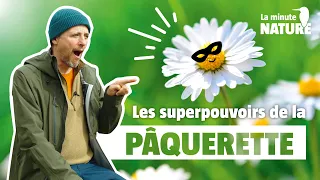 Les superpouvoirs de la pâquerette (No 375)