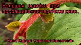 Укоренение  черенков  киви , большая ошибка при укоренении .