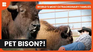Texan Family's Unique Pet Bison - World's Most Extraordinary Families - S01 EP01 - Documentary