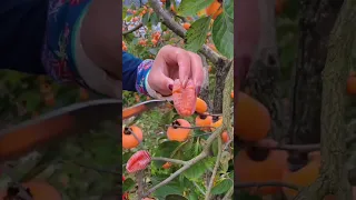 Persimmon fruit🍊🍎Best fruit, Farm fresh fruit | Ninja fruit cutting #Shorts #fruits