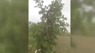 Elazığ'da ağaçta 2,5 metrelik yılan görüntülendi