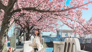 靜岡熱海賞櫻之旅🌸一月就有櫻花可以看😍糸川遊步道熱海櫻、平和通商店街、熱海布丁、熱海奶油紅豆麵包、Saphir ODORIKO觀光列車｜靜岡自由行｜實彩子Misako’s Vlog