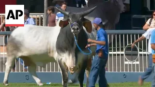 Livestock fair in Brazil sets record for sales at cattle auctions