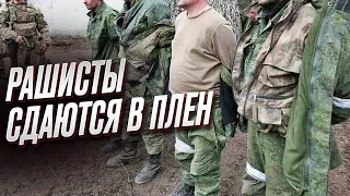 ❗ Россияне массово бегут с фронта и сдаются в плен!