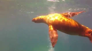 Epic diving with sea lions in the Sea of Cortez