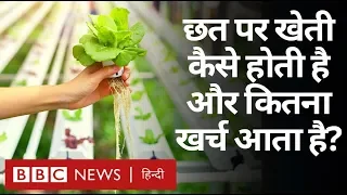 Soil Less Farming : छत पर मिट्टी के बिना खेती कैसे होती है और कितने में होती है? (BBC Hindi)